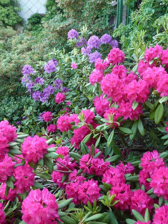 Bed and Breakfast Gastehaus Zum Tulpenbaum Turbenthal Экстерьер фото
